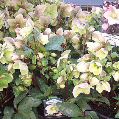 Helleborus 'Ivory Prince' - Photo by Satin66Flower (CC BY-SA 4.0)