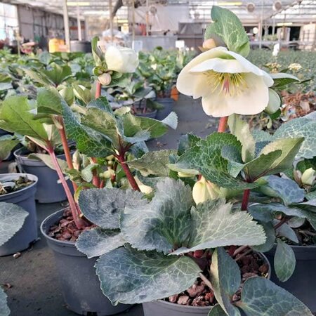 Helleborus 'Moon Dance' - Image courtesy of Tully Nurseries