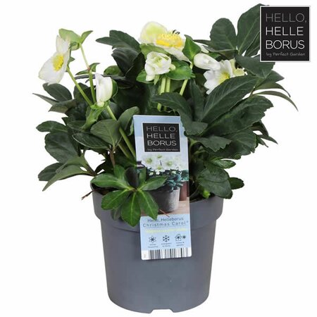  - Image courtesy of Plantline