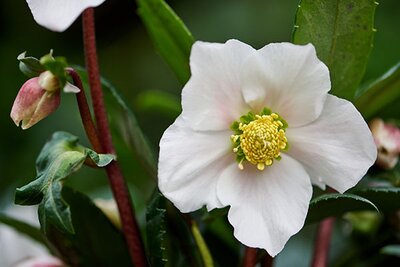 Helleborus Viv 'Albert' - Image courtesy of ViV Hellebores