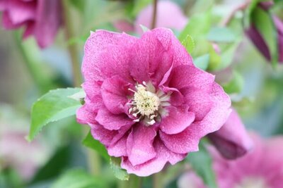 Helleborus Viv 'Nova' - Image courtesy of ViV Hellebores