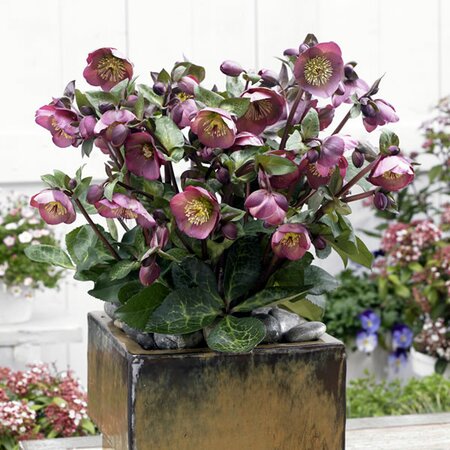 Helleborus Penny's Pink - Image courtesy of Tully Nurseries