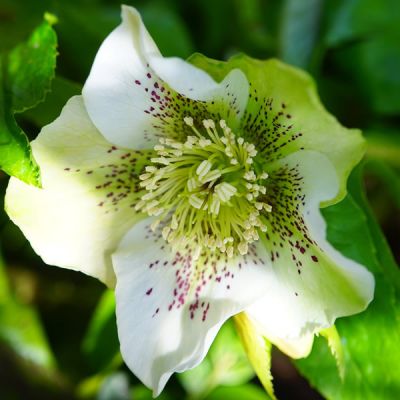 Helleborus "Pretty Anna Spotted" - Image by Hans Braxmeier from Pixabay 