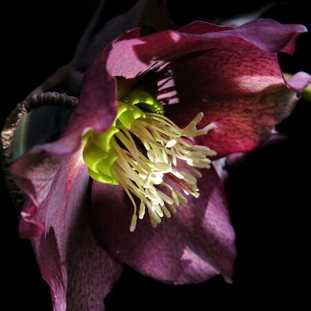 Helleborus 'Star Of Passion' - Image by Gernot from Pixabay 