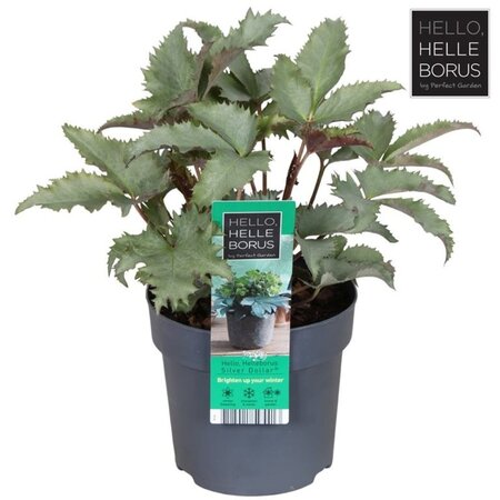 Helleborus sternii 'Silver Dollar' - Image courtesy of Pannebakker
