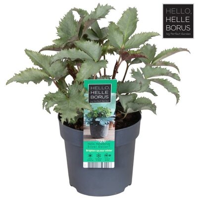 Helleborus sternii 'Silver Dollar' - Image courtesy of Pannebakker