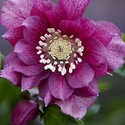 Helleborus ViV 'Elena' - Image courtesy of vivhelleborus.com