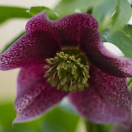 Helleborus Viv 'Eloisa' - Image courtesy of vivhelleborus.com