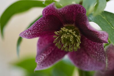 Helleborus 'Viv Eloisa' - Image courtesy of vivhelleborus.com