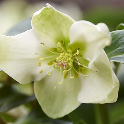 Helleborus Viv 'Sara' - Image courtesy of ViV Hellebores