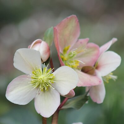 Helleborus ViV 'Valeria' (2L pot)