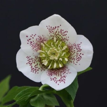 Helleborus ViV 'Vanessa' - Image Courtesy of Viv Helleborus