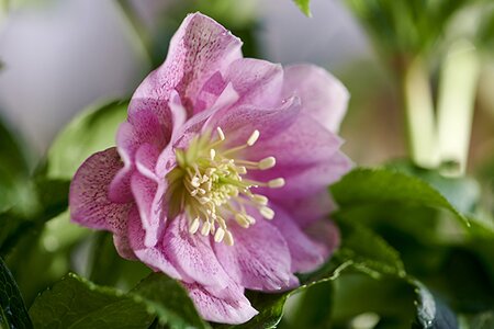 Helleborus ViV 'Vera' - Image courtesy of vivhelleborus.com