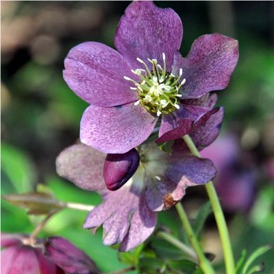 Helleborus ViV "Victoria" - Image by Dawn W from Pixabay 