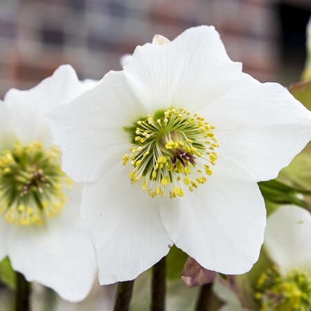 Helleborus 'Winter Ballet White' - Image by Chris Keller from Pixabay
