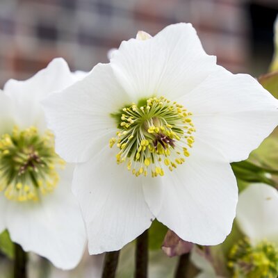 Helleborus 'Winter Ballet White' - Image by Chris Keller from Pixabay