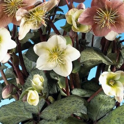 Helleborus 'Winter Moonbeam' (2L pot)