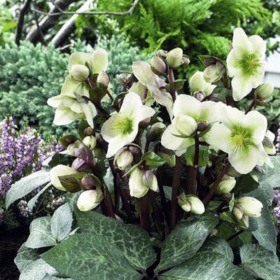 Helleborus 'Winter Moonbeam'® - Image courtesy of Schram 