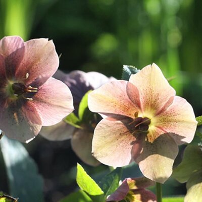 Helleborus 'Winter Sunshine' - Image by Kit from Pixabay 