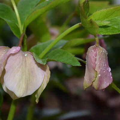 Helleborus 'Winterbells' - Image by Jan Haerer from Pixabay