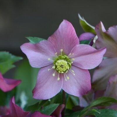 Helleborus VIV 'Diana' - Image courtesy of ViV Hellebores