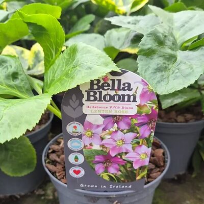 Helleborus VIV 'Diana' - Image courtesy of Tully Nurseries