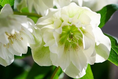 Helleborus Viv 'Micaela' - Image courtesy of ViV Hellebores