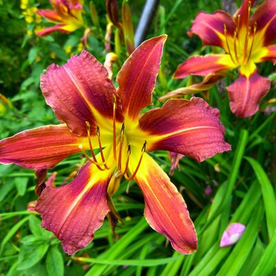 Hemerocallis 'Crimson Pirate' - Image courtesy of pxhere