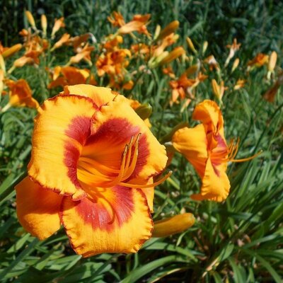 Hemerocallis 'Fooled Me' - Photo by Salicyna (CC BY-SA 4.0)