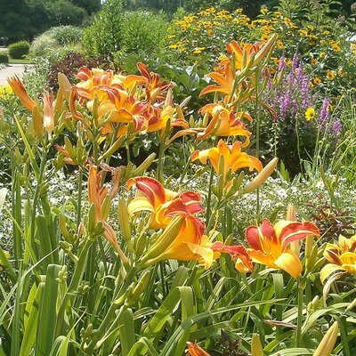 Hemerocallis  'Frans Hal' - Photo by User:BotBln (CC BY-SA 3.0)