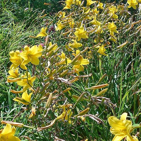 Hemerocallis 'Lemon Bells' - Photo by Salicyna (CC BY-SA 4.0)