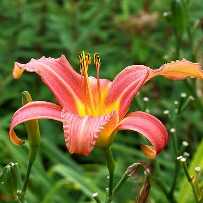 Hemerocallis 'Pink Damask' - Photo by Dominicus Johannes Bergsma (CC BY-SA 4.0)