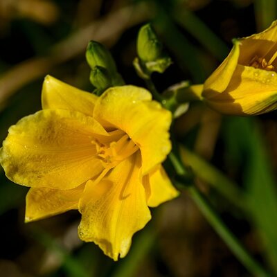 Hemerocallis Yellow Lollipop - Image by Walter Sturn from Pixabay  