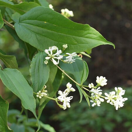 Heptacodium miconioides - Photo by Andrzej Opejda (CC BY-SA 2.0)