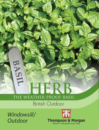 Herb Basil “British Outdoor” - image 1