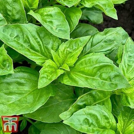 Herb Basil 'Devotion' - Image courtesy of Thompson & Morgan