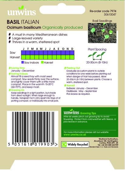 Herb Basil Italian (Organic) - image 2