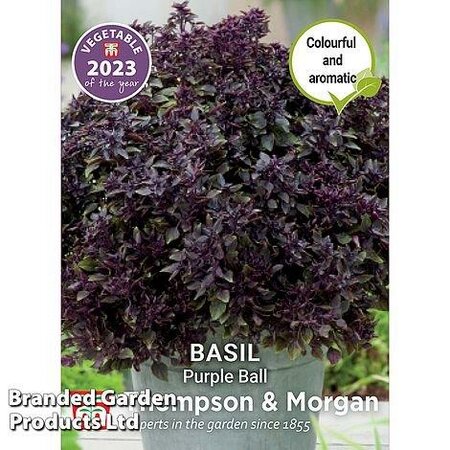 Herb Basil 'Purple Ball' - Image courtesy of Thompson & Morgan