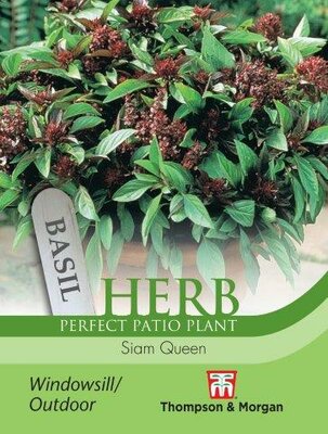 Herb Basil Siam Queen - image 1