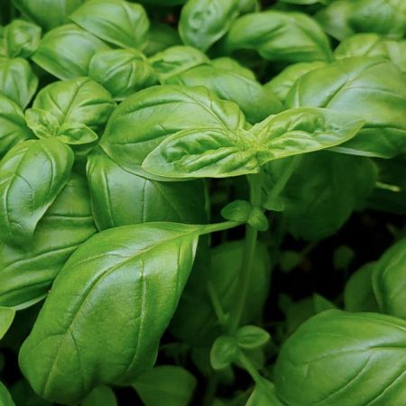 Herb Basil Sweet Green