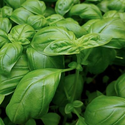 Herb Basil Sweet Green