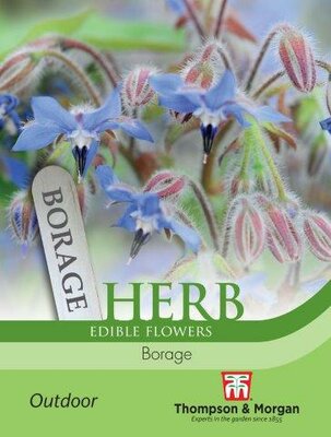 Herb Borage - image 1