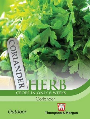 Herb Coriander - image 1