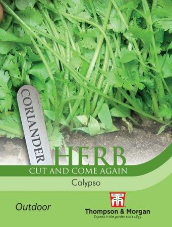 Herb Coriander Calypso - image 1