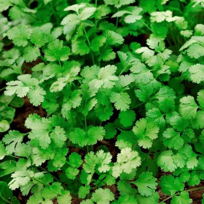 Herb Coriander Fine Leaved