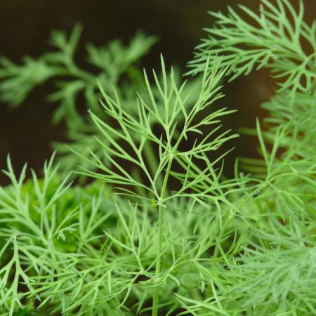 Herb Dill