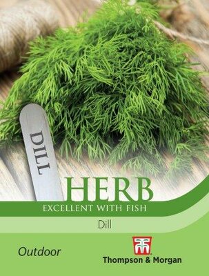 Herb Dill - image 1