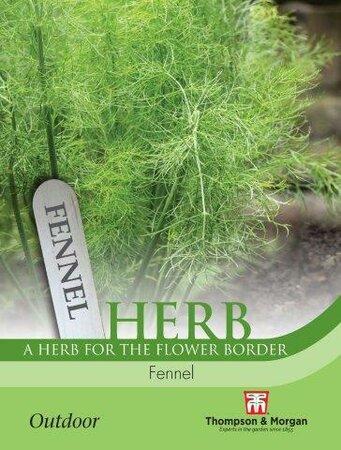 Herb Fennel - image 1