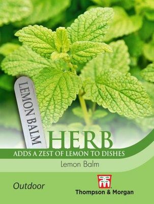 Herb Lemon Balm - image 1