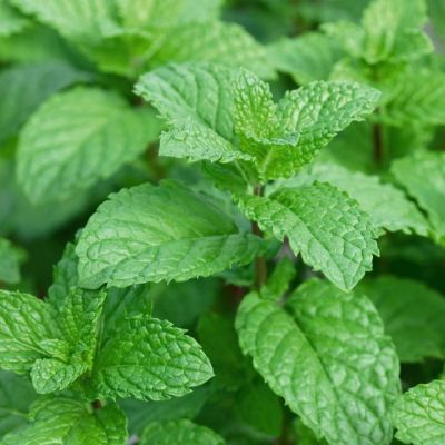 Herb Mint (Garden)